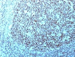 Nucleolin Antibody (364-5 + NCL/902), Novus Biologicals 0.02mg; Unlabeled:Antibodies,