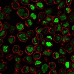 Nucleolin Antibody (364-5), Novus Biologicals:Antibodies:Primary Antibodies