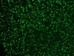 Nucleolin Antibody (364-5), Novus Biologicals:Antibodies:Primary Antibodies
