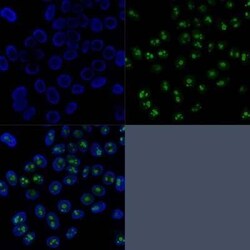 Nucleolin Antibody (SPM614), Novus Biologicals:Antibodies:Primary Antibodies