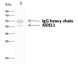 Nudel Antibody, Novus Biologicals:Antibodies:Primary Antibodies