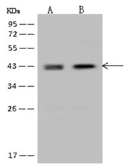 Nudel Antibody, Novus Biologicals:Antibodies:Primary Antibodies