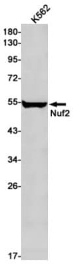 Nuf2 Antibody (S07-9E2), Novus Biologicals:Antibodies:Primary Antibodies