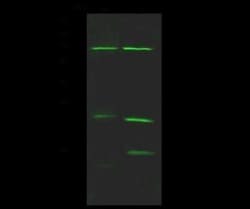 Nuf2 Antibody, Novus Biologicals:Antibodies:Primary Antibodies