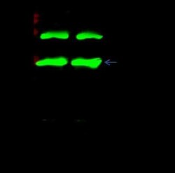 Numb Antibody, Novus Biologicals 100 &mu;g, Unconjugated:Antibodies, Polyclonal