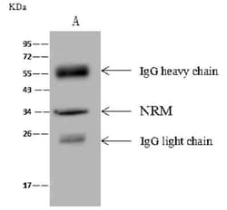 Nurim Antibody, Novus Biologicals 50 &mu;g; Unconjugated:Antibodies, Polyclonal