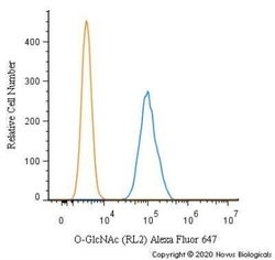 O-GlcNAc Antibody (RL2) - Azide and BSA Free, Novus Biologicals 0.1 mL;