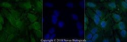 O-GlcNAc Antibody (RL2) - Azide and BSA Free, Novus Biologicals 0.1 mL;