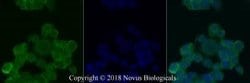 O-GlcNAc Antibody (RL2) - Azide and BSA Free, Novus Biologicals 0.1 mL;