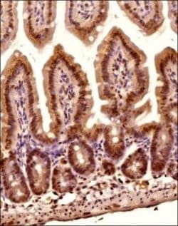 O-GlcNAc Antibody (RL2) - Azide and BSA Free, Novus Biologicals 0.1 mL;