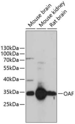OAF Antibody - Azide and BSA Free, Novus Biologicals:Antibodies:Primary