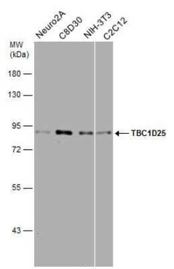 OATL1 Antibody, Novus Biologicals 100 &mu;g; Unconjugated:Antibodies, Polyclonal