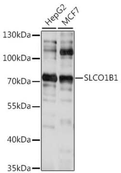 OATP1B1/OATP2 Antibody - Azide and BSA Free, Novus Biologicals 0.1 mL;
