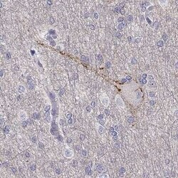 OCAM/NCAM2 Antibody, Novus Biologicals 0.1 mL | Buy Online | Novus Biologicals | Fisher Scientific