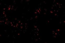 OCC1 Antibody - BSA Free, Novus Biologicals 0.1 mg | Buy Online | Novus Biologicals | Fisher Scientific