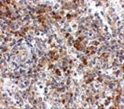 OCC1 Antibody - BSA Free, Novus Biologicals 0.1 mg | Buy Online | Novus Biologicals | Fisher Scientific