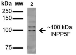 OCRL Antibody (S166A-26), Novus Biologicals 0.025 mg; Unconjugated:Antibodies,