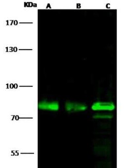 OCT1 Antibody, Novus Biologicals 50 &mu;g | Buy Online | Novus Biologicals | Fisher Scientific