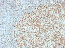 OCT2 Antibody (Oct2/2136), Novus Biologicals:Antibodies:Primary Antibodies