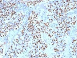 OCT2 Antibody (Oct2/2136), Novus Biologicals:Antibodies:Primary Antibodies