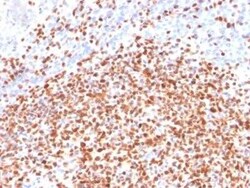 OCT2 Antibody (OCT2/2137), Novus Biologicals 100 &mu;g; Unconjugated:Antibodies,