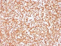 OCT2 Antibody (OCT2/2137), Novus Biologicals 100 &mu;g; Unconjugated:Antibodies,