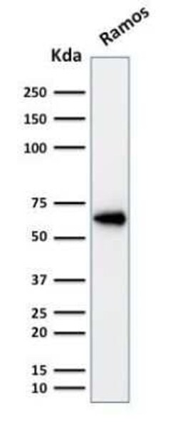 OCT2 Antibody (OCT2/2137), Novus Biologicals 100 &mu;g; Unconjugated:Antibodies,