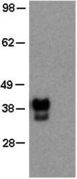 Oct-3/4 Antibody (EM92), Novus Biologicals 100&mu;g; Unlabeled:Antikroppar