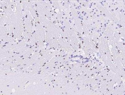 OCT4 Antibody, Novus Biologicals 100 &mu;g; Unconjugated:Antibodies, Polyclonal