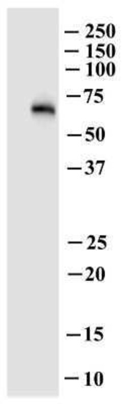 OCTN1/SLC22A4 Antibody (2D3), Novus Biologicals 0.1 mg | Buy Online | Novus Biologicals | Fisher Scientific