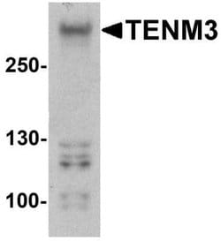 ODZ3 Antibody - BSA Free, Novus Biologicals 0.1 mg; Unconjugated:Antibodies,