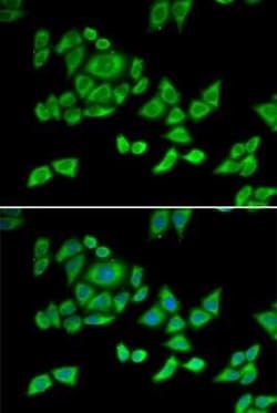 OGDH Antibody - BSA Free, Novus Biologicals:Antibodies:Primary Antibodies