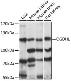 OGDHL Antibody - Azide and BSA Free, Novus Biologicals 0.1 mL; Unconjugated:Antibodies,