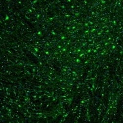 OGFOD1 Antibody, Novus Biologicals 0.1 mL | Buy Online | Novus Biologicals | Fisher Scientific