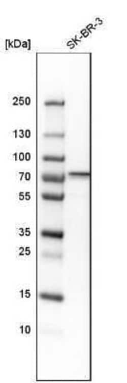 OGFOD1 Antibody, Novus Biologicals 0.1 mL | Buy Online | Novus Biologicals | Fisher Scientific