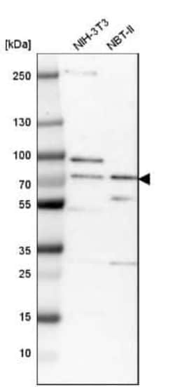 OGFOD1 Antibody, Novus Biologicals 0.1 mL | Buy Online | Novus Biologicals | Fisher Scientific