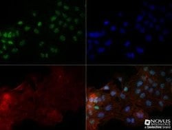 OGG1 Antibody (2B4) - Azide and BSA Free, Novus Biologicals 0.1 mg; Unconjugated:Antibodies,