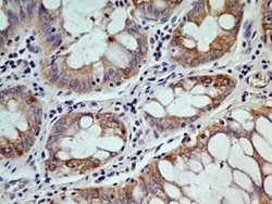 OGG1 Antibody (2B4) - Azide and BSA Free, Novus Biologicals 0.1 mg; Unconjugated:Antibodies,