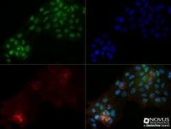OGG1 Antibody (4E8) - Azide and BSA Free, Novus Biologicals 0.1 mg; Unconjugated:Antibodies,