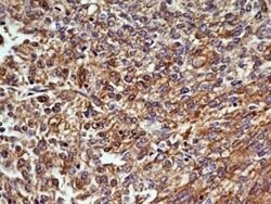 OGG1 Antibody (4E8) - Azide and BSA Free, Novus Biologicals 0.1 mg; Unconjugated:Antibodies,