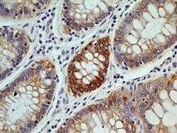 OGG1 Antibody (4E8) - Azide and BSA Free, Novus Biologicals 0.1 mg; Unconjugated:Antibodies,