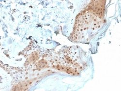 OGG1 Mouse anti-Human, Clone: CPTC-OGG1-1, Novus Biologicals 20 &mu;g;