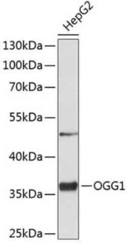 OGG1 Antibody - BSA Free, Novus Biologicals 0.02 mL, Unconjugated:Antibodies,
