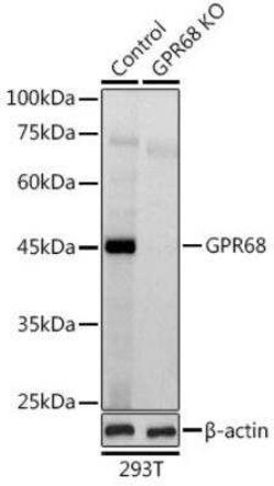 OGR1 Antibody - BSA Free, Novus Biologicals:Antibodies:Primary Antibodies