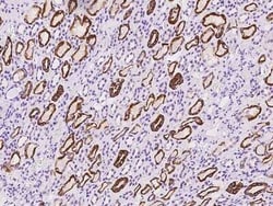 OLAH Antibody, Novus Biologicals:Antibodies:Primary Antibodies