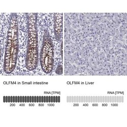 OLFM4 Antibody, Novus Biologicals 100 &mu;g; Unconjugated:Antibodies, Polyclonal