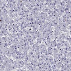 OLFM4 Antibody, Novus Biologicals 100 &mu;g; Unconjugated:Antibodies, Polyclonal