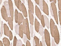 OLFML1 Antibody, Novus Biologicals 50 &mu;g, Unconjugated:Antibodies, Polyclonal