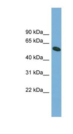 OMA1 Antibody, Novus Biologicals OMA1 Antibody; Unconjugated; 100 &mu;L:Antikroppar
