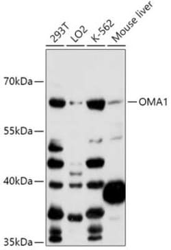 OMA1 Antibody - Azide and BSA Free, Novus Biologicals 0.1 mL; Unconjugated:Antibodies,